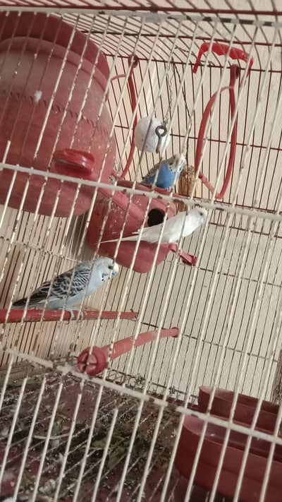 Australian parrot/Budgie purchase krny han