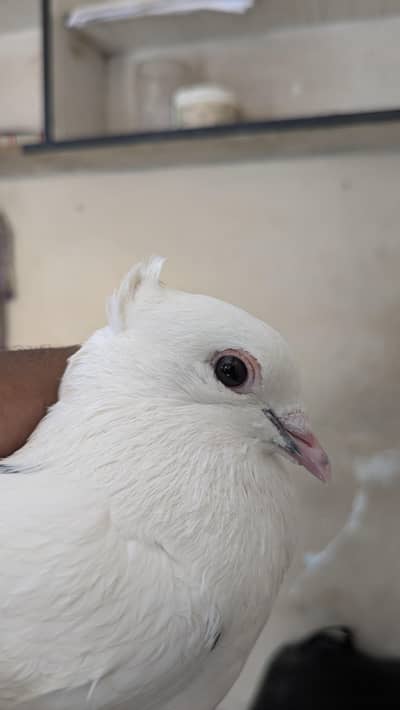 Fantail pigeon