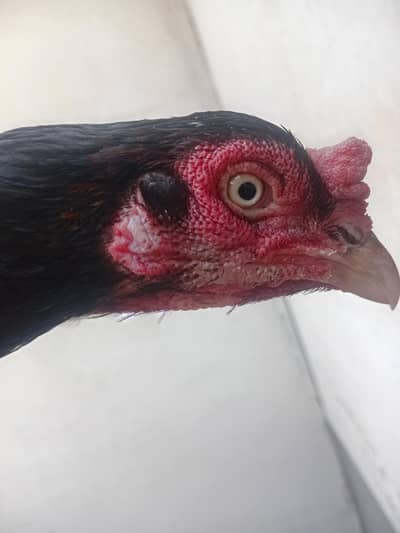 aseel hen 5000