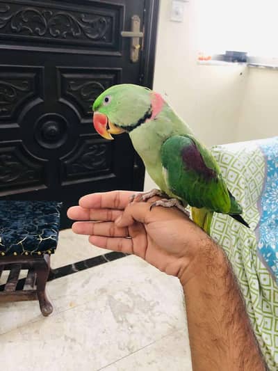 Kashmiri Pahari Full adult hand tame
