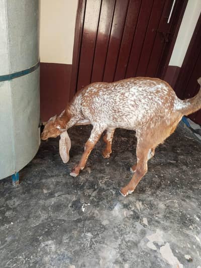 Bakra available for sale CAll
