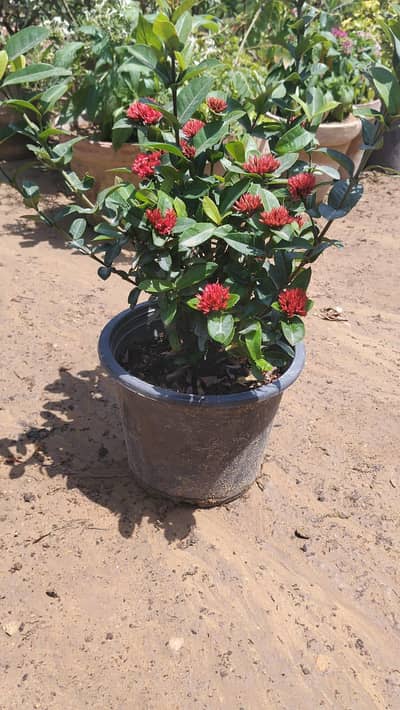 laataina plant for sale