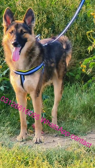 Bagyadi dog security male for sale