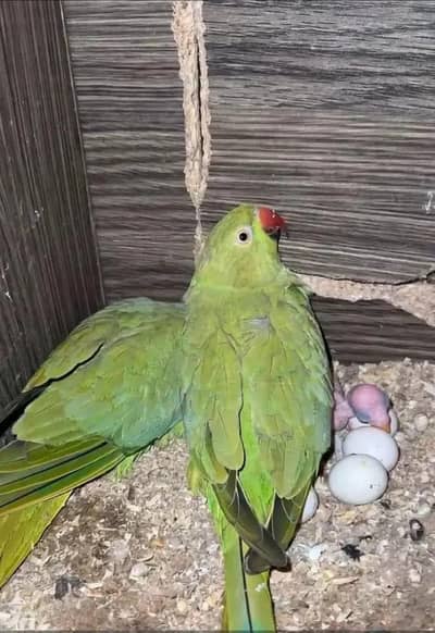 Ringneck breeder pair with breeding history urgent for sell