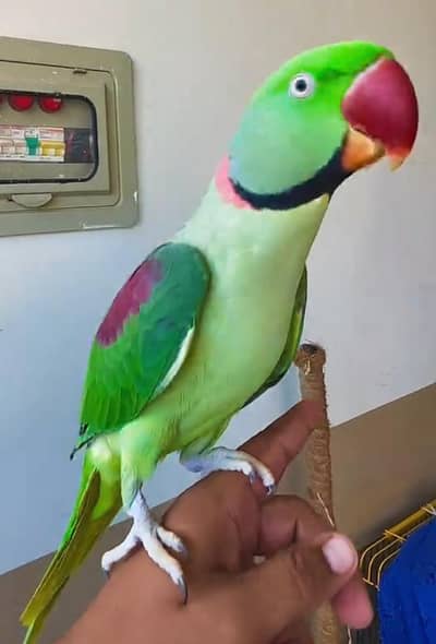 Kashmiri parrot -2 Year Old l talking Mela parrot