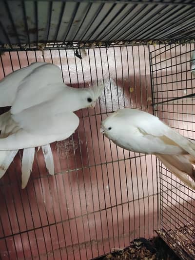 cocktail pair eno red eyes cel karan hai