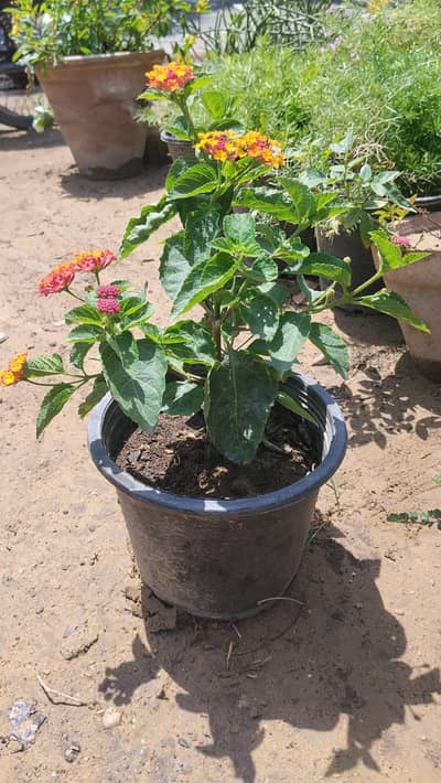 exora  imported for sale