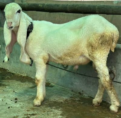 pure kajla bacha for sale