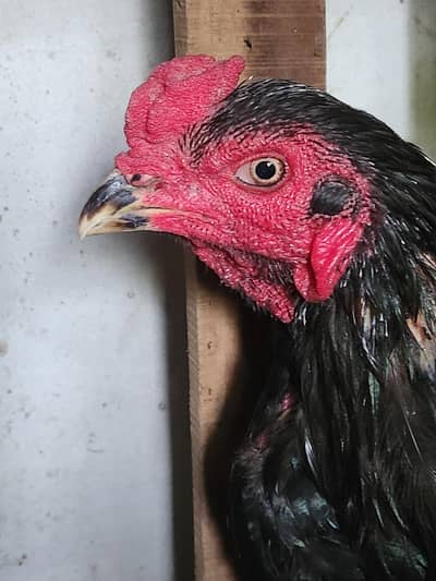 Mashallah high Quality Thi pokia pair for sale