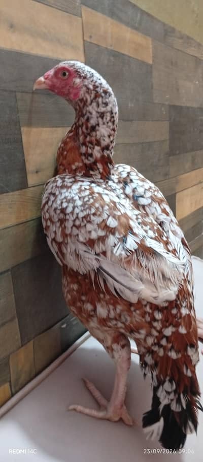 Eggs lying aseel hens for sale