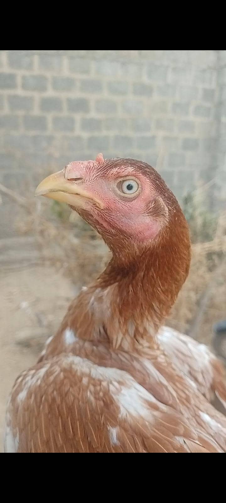 اصیل مرغی 0