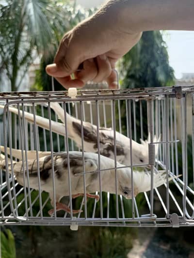 cockateil lovebirds parrots pair