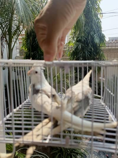 cockateil lovebirds parrots pair