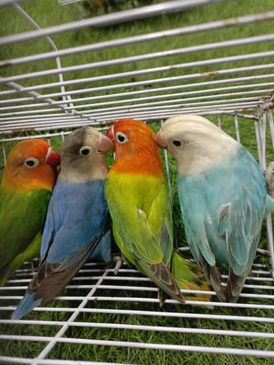 cockateil lovebirds parrots pair