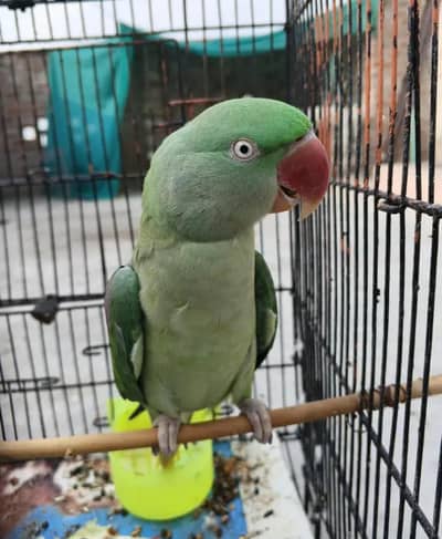 Pair Parrot