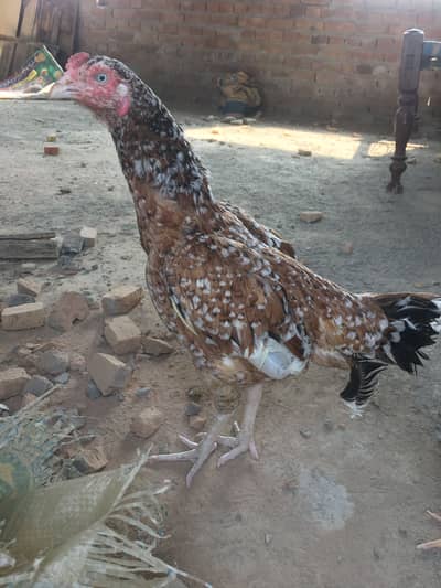 Aseel hen for sale