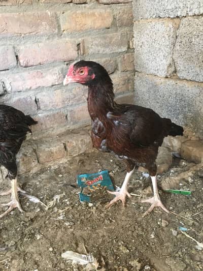 Aseel hen for sale