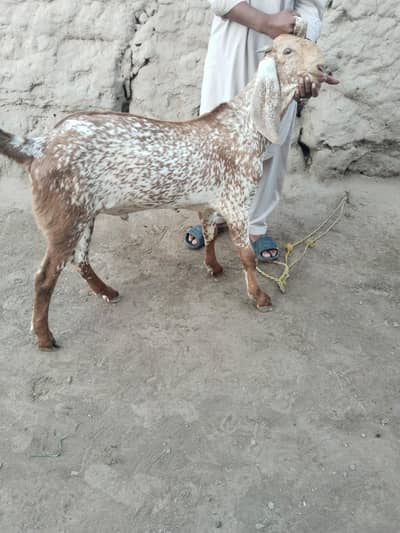 desi Bakra for sale