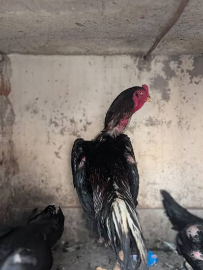 shamo jora hai Sath 1 parrot beak cross hai mafi hai