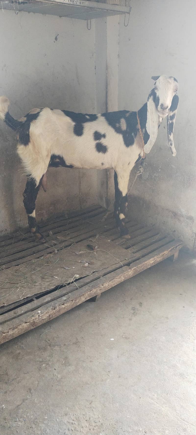 شیرا بیتل بکری 2