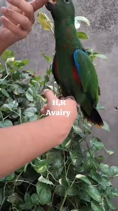 Eclectus male