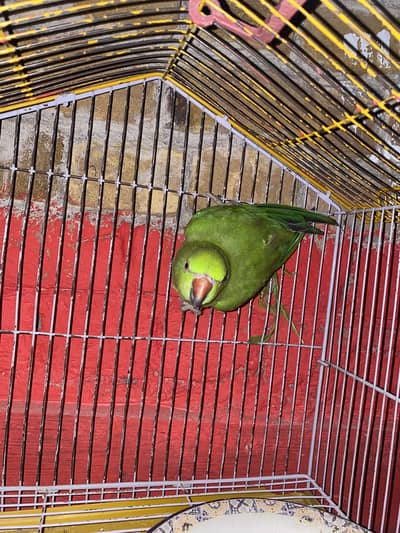 Parrot