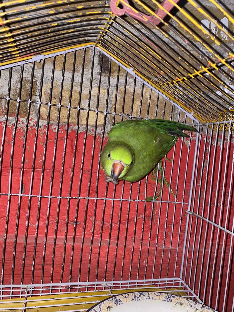Parrot 0