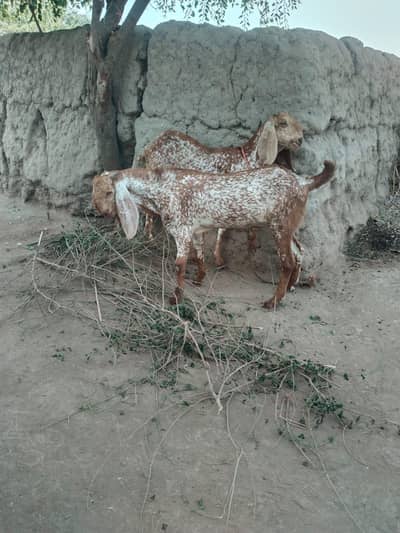 desi Bakra for sale