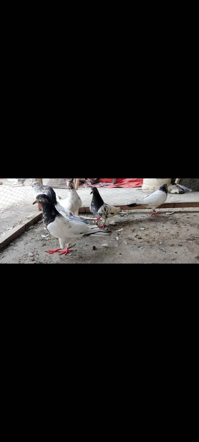 03180515511   650 final pigeon hn jora wala or  ourane wale pigeon han