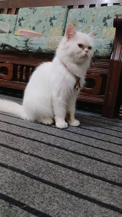 Xtreme Punch Female Cat available