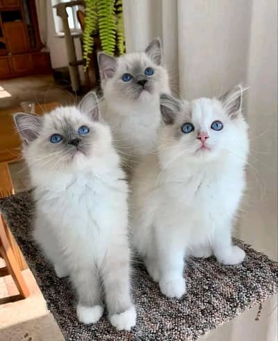 Cat Persian kittens  Kitty Blue eyes low Price OƷ480I63O63 WA