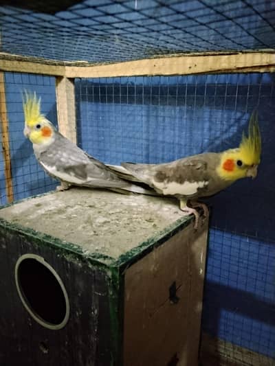 cocktails