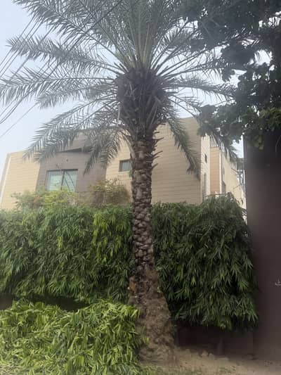 Kahjoor Tree