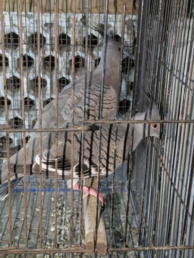 crested dove breeder pair