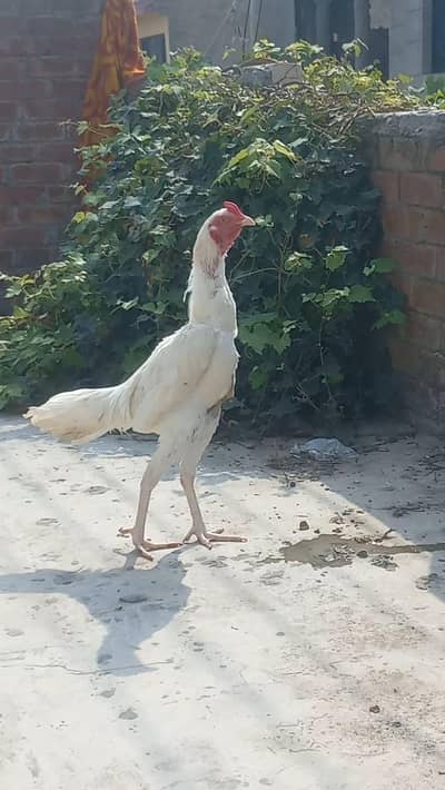 Heera Aseel Male