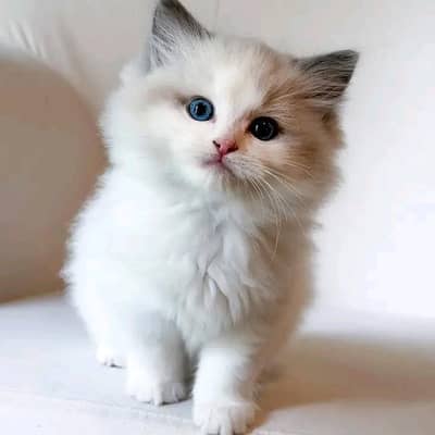 Cat | Persian | kittens |  Blue eyes ®©| contact O348O163O63 WA
