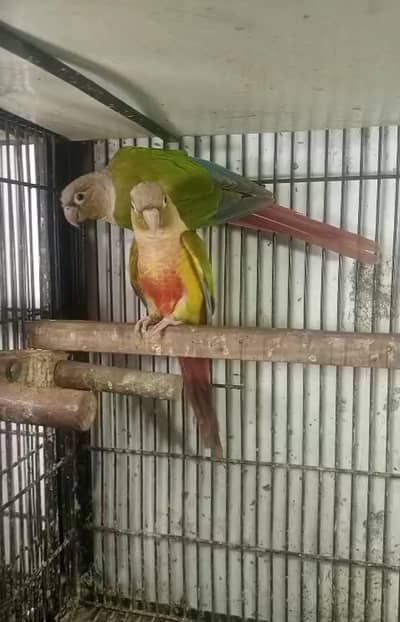 pine apple Conor breeder pair available