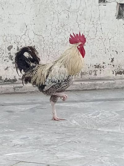 desi murga