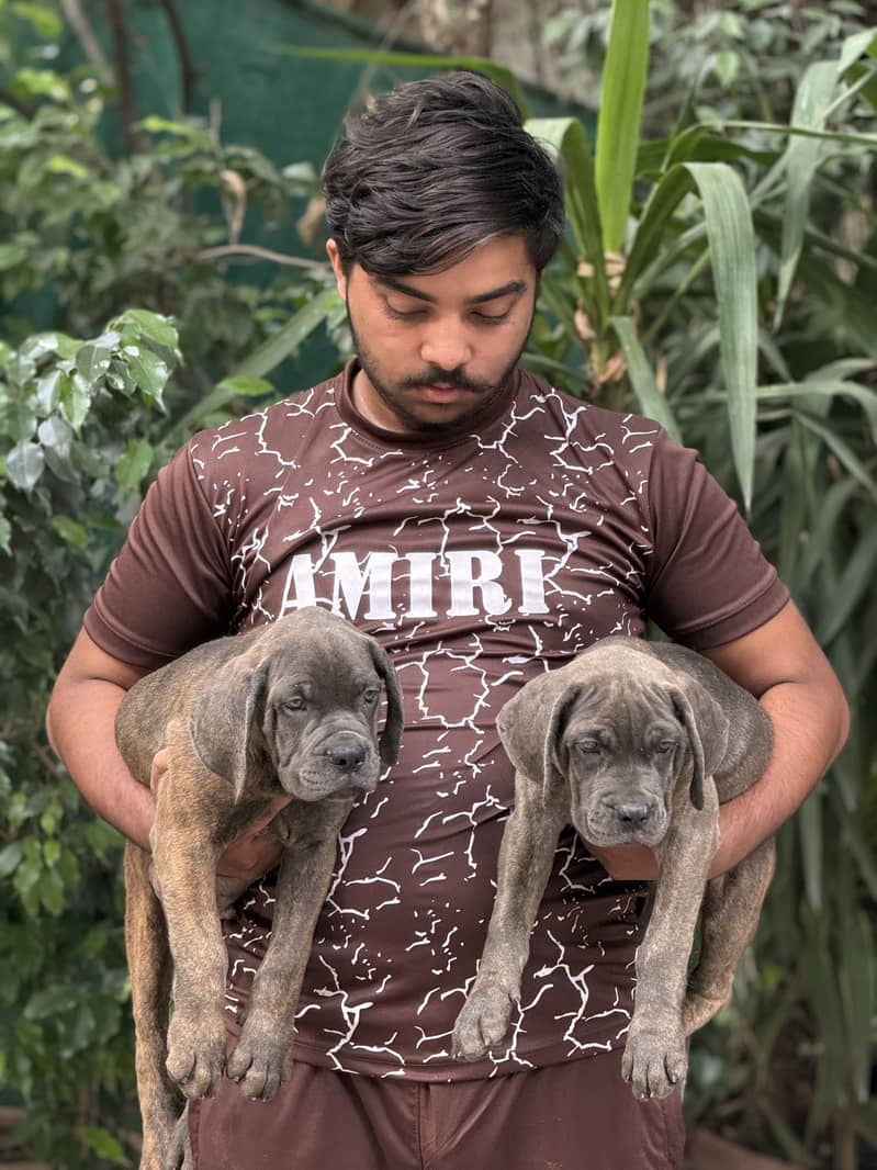 Cane Corso 0