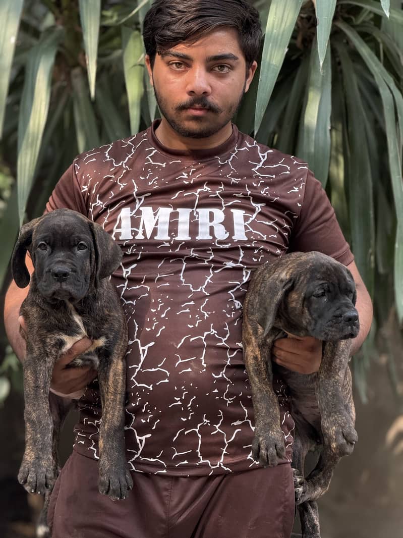 Cane Corso 1