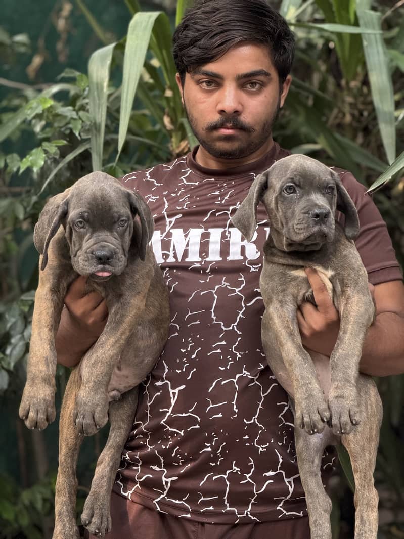 Cane Corso 2