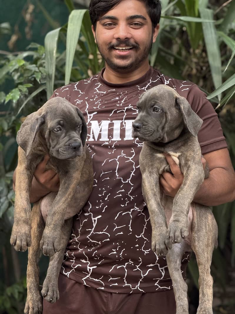 Cane Corso 3