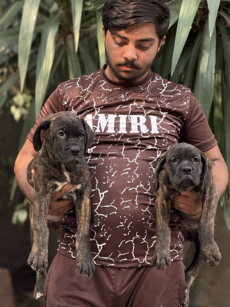 Cane Corso 4