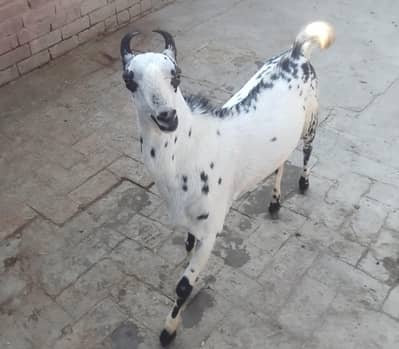 Barbra male 03007346005