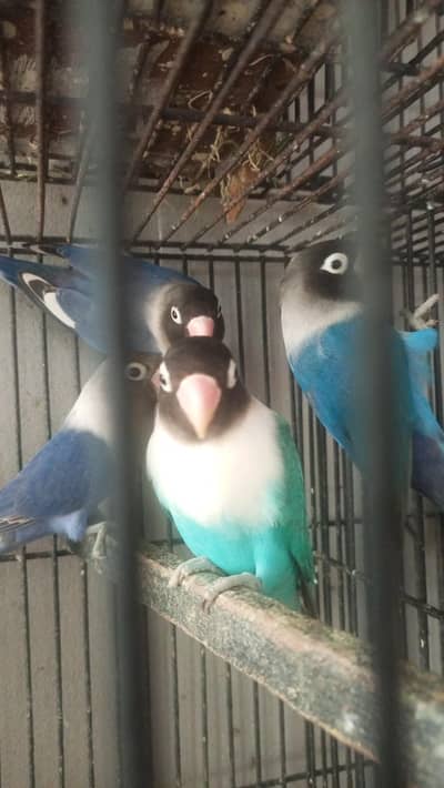 lovebird with cage
