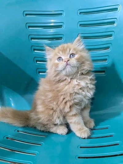 Cat | Persian | kittens |  Blue eyes | Kitty ™ O3 48o163o63 WA