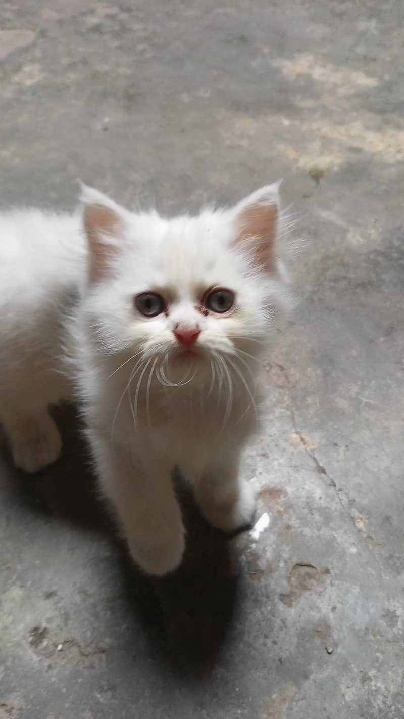 Persian kitten 0