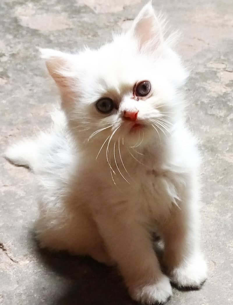 Persian kitten 1