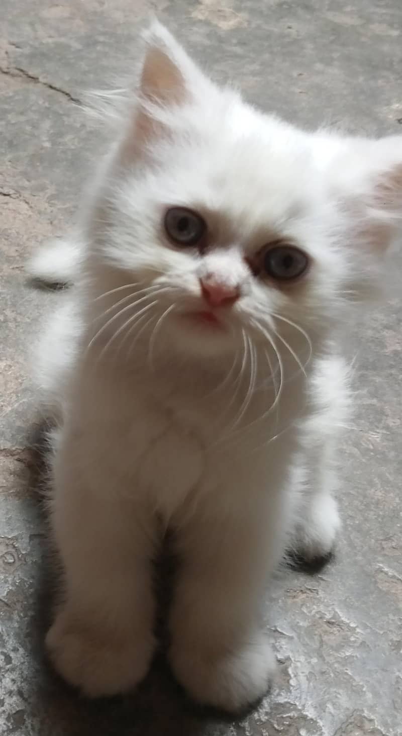 Persian kitten 2