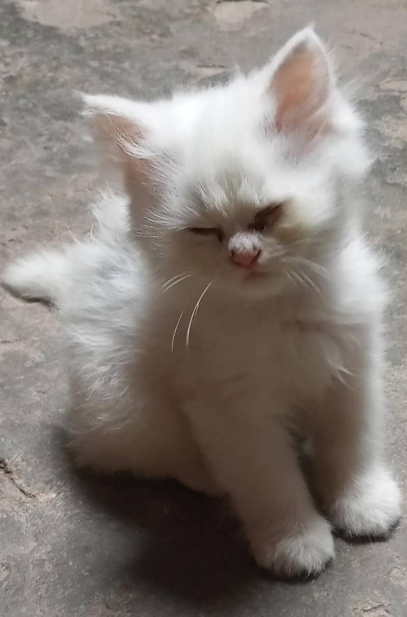 Persian kitten 3